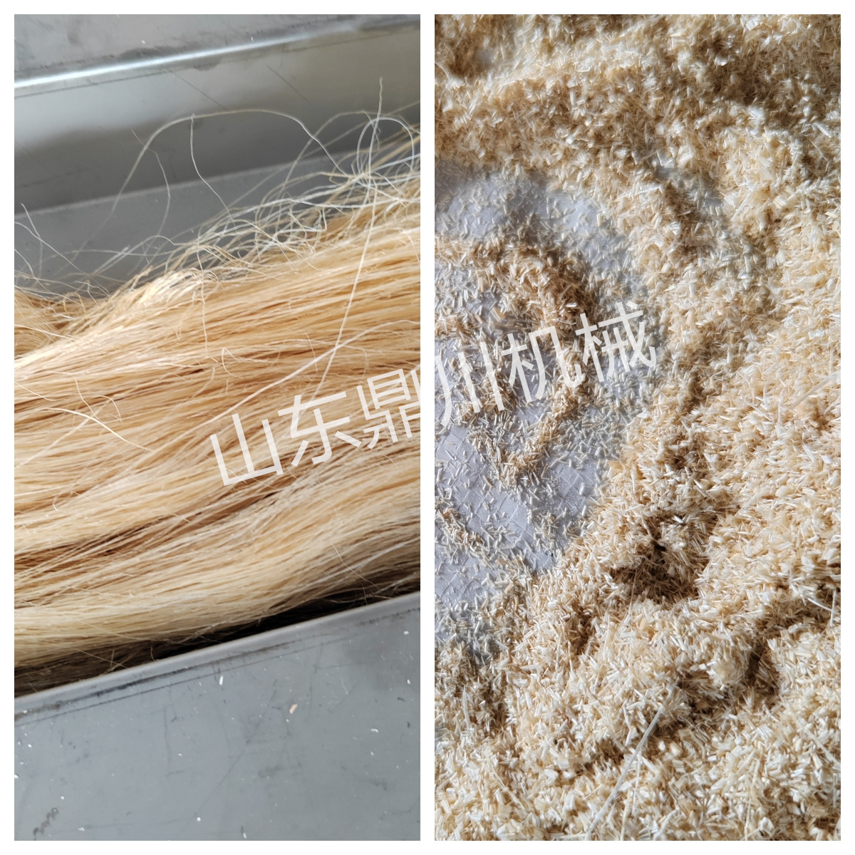 剑麻纤维切碎效果